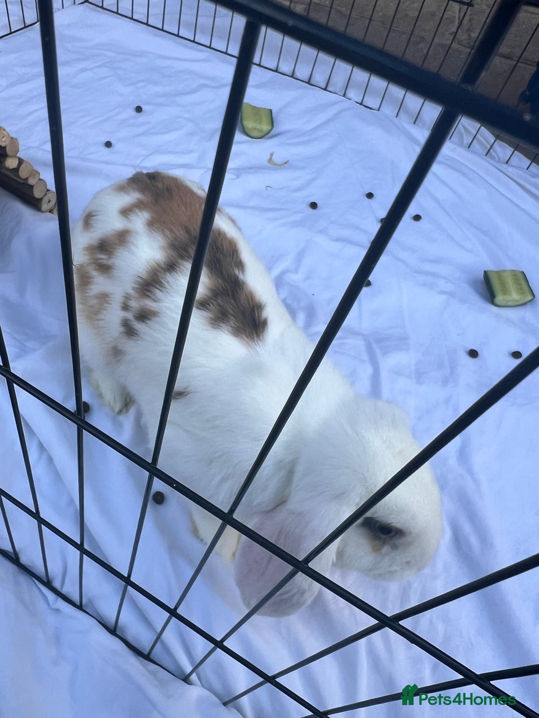 English Lop rabbits for sale: Simmie The Sweetheart - Image 5