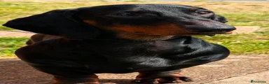 Dachshund 1