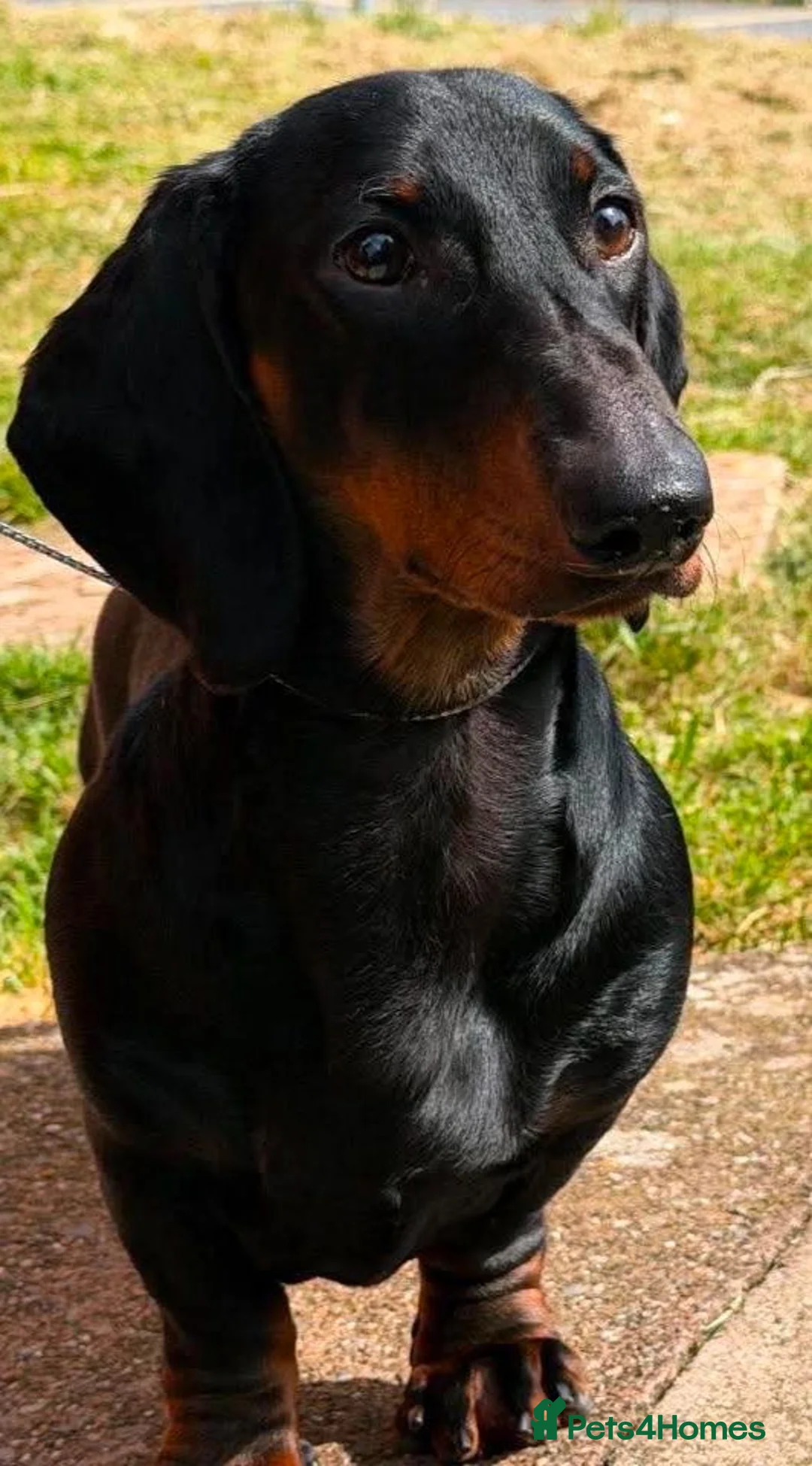 Dachshund dogs for sale: 8 month old Standard smooth black & tan male  - Advert 3