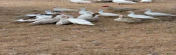 Ducks poultry for sale: Muscovy ducks  - Advert 3