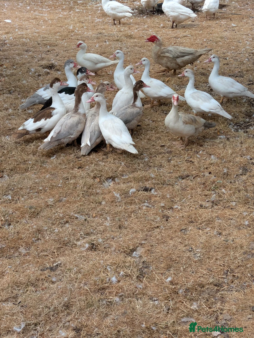 Ducks poultry for sale: Muscovy ducks  - Advert 3