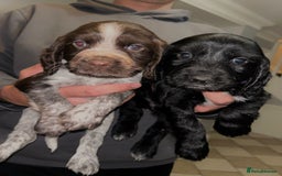 Sprocker dogs for sale: Beautiful Sprocker Spaniel Puppies - Image 2