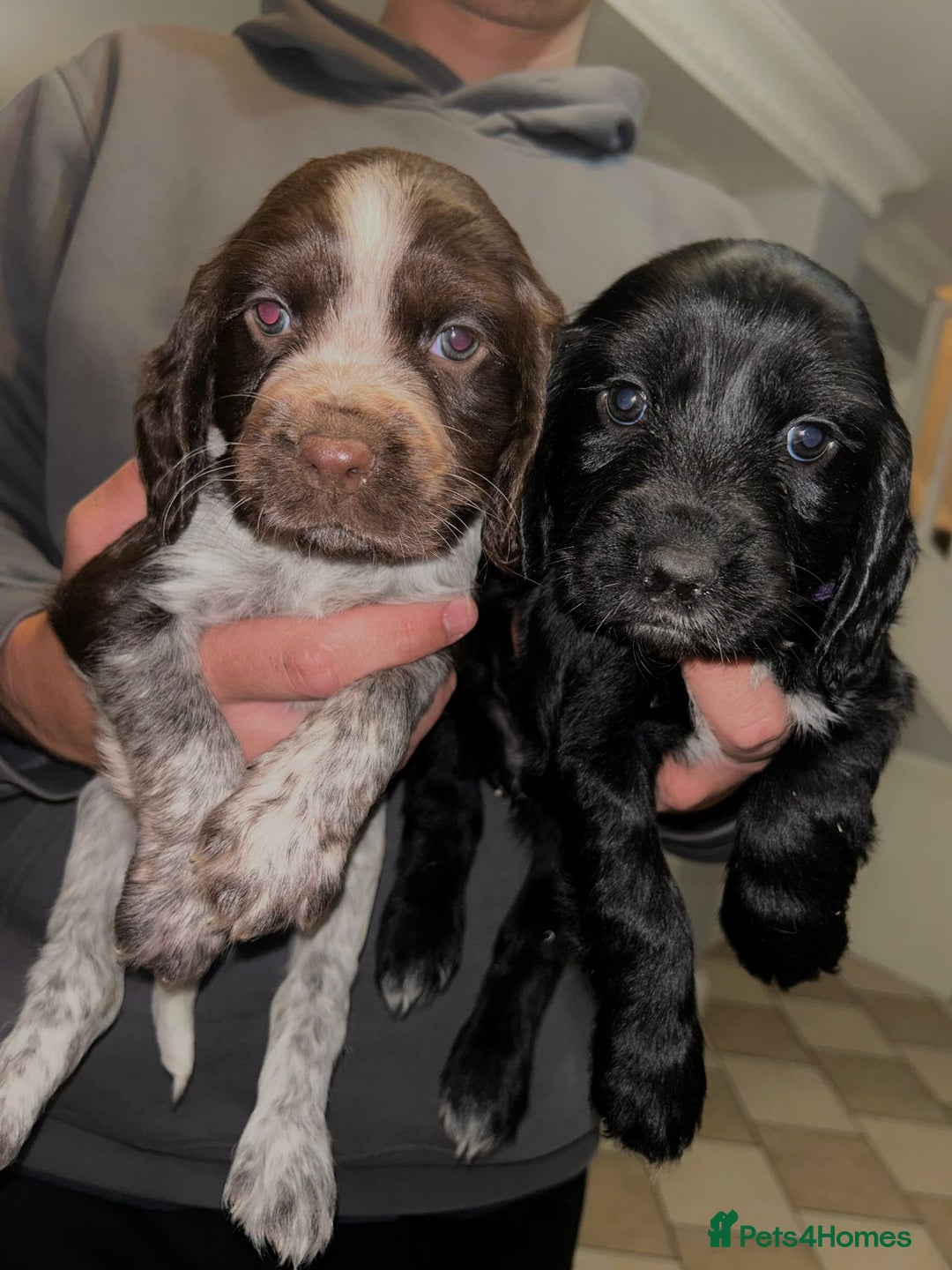 Sprocker dogs for sale: Beautiful Sprocker Spaniel Puppies - Image 2
