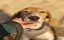 Mixed Breed dogs for adoption: ❤️🐶Radna elegant 2 yo Estonian Hound❤️🐶 - Advert 9