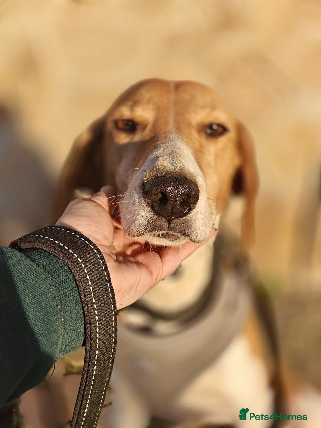 Mixed Breed dogs for adoption: ❤️🐶Radna elegant 2 yo Estonian Hound❤️🐶 - Advert 9