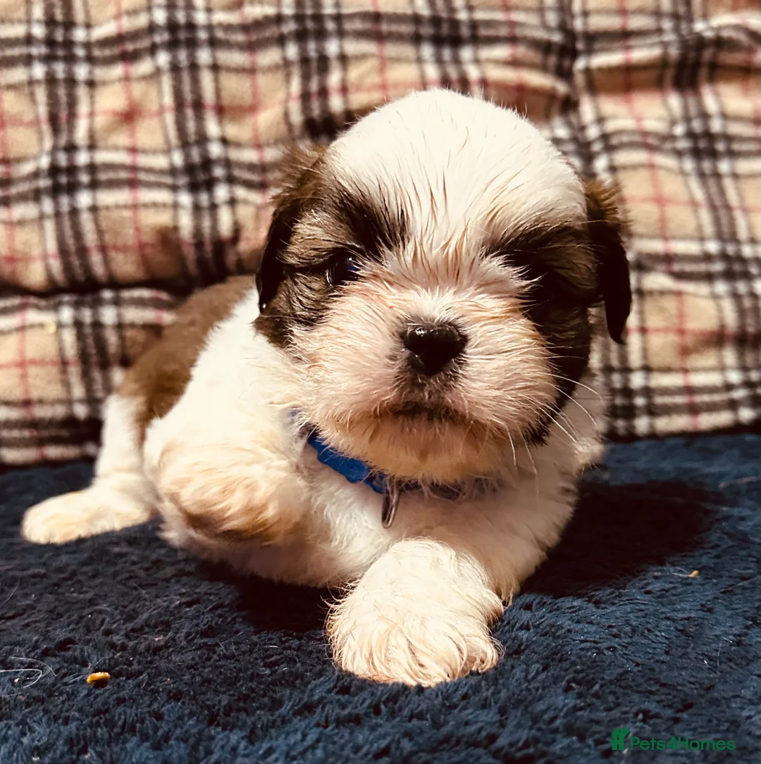 Shih Tzu dogs for sale: Shih tzu puppies ready to go  - Advert 6
