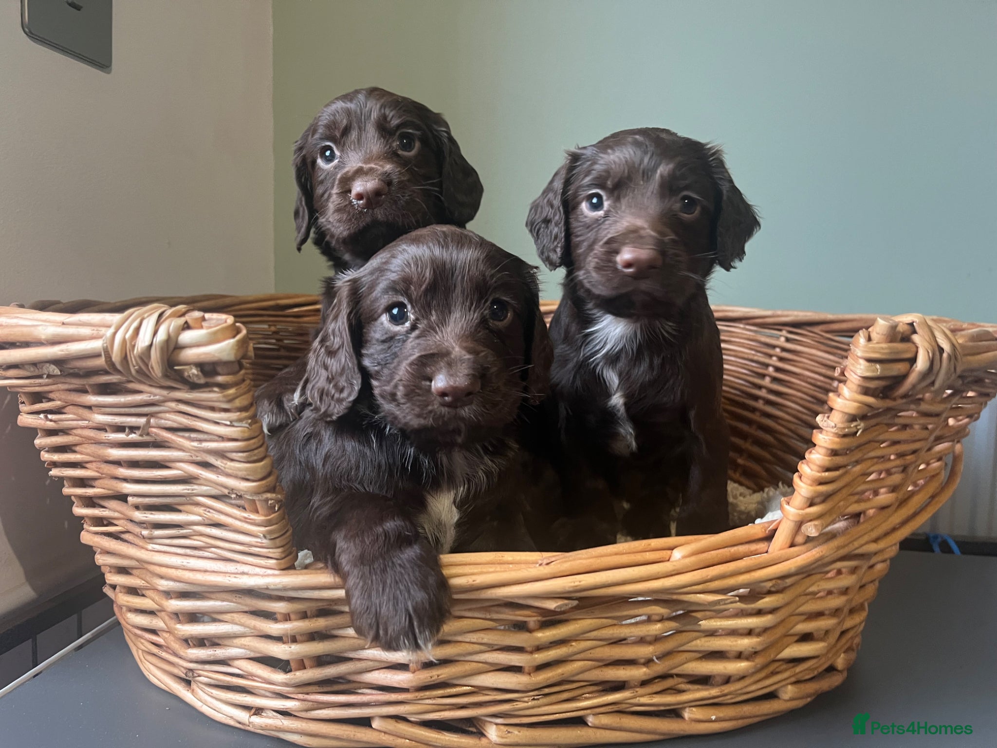 Sprocker dogs 7 Sprocker Puppies  - Advert 12