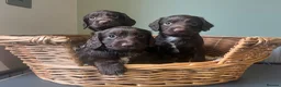 Sprocker dogs for sale: 7 Sprocker Puppies  - Advert 11