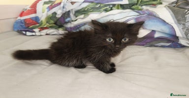 Domestic Shorthair cats - Advert 7