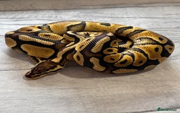 Python Snake reptiles for sale: Royal Pythons stunning morphs  - Image 8