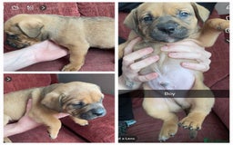 Mixed Breed dogs for sale: Lovely little pups looking for their forever homes - Image 2