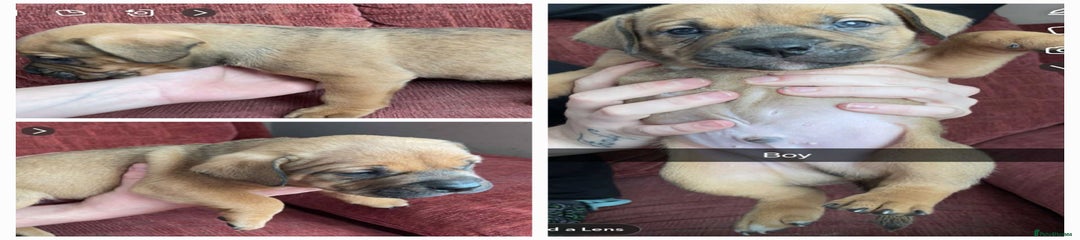 Mixed Breed Puppy 2