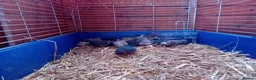 Quail poultry for sale: Male Button Quail For Sale - Advert 4