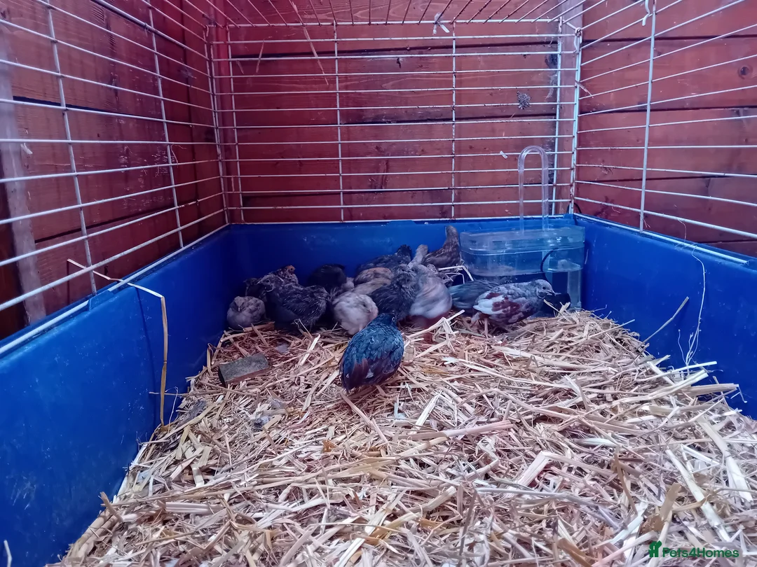 Quail poultry for sale: Male Button Quail For Sale - Advert 4