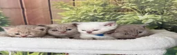 British Shorthair cats for sale: stunning british shorthair  - Advert 20