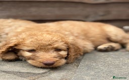 Labradoodle dogs for sale: F1B Labradoodles: available from Aug 2nd. in Uxbridge - Image 22