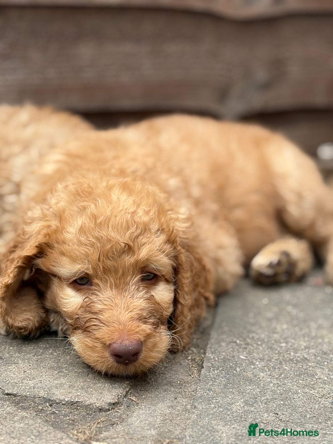 Labradoodle dogs for sale: F1B Labradoodles: available from Aug 2nd. in Uxbridge - Image 22