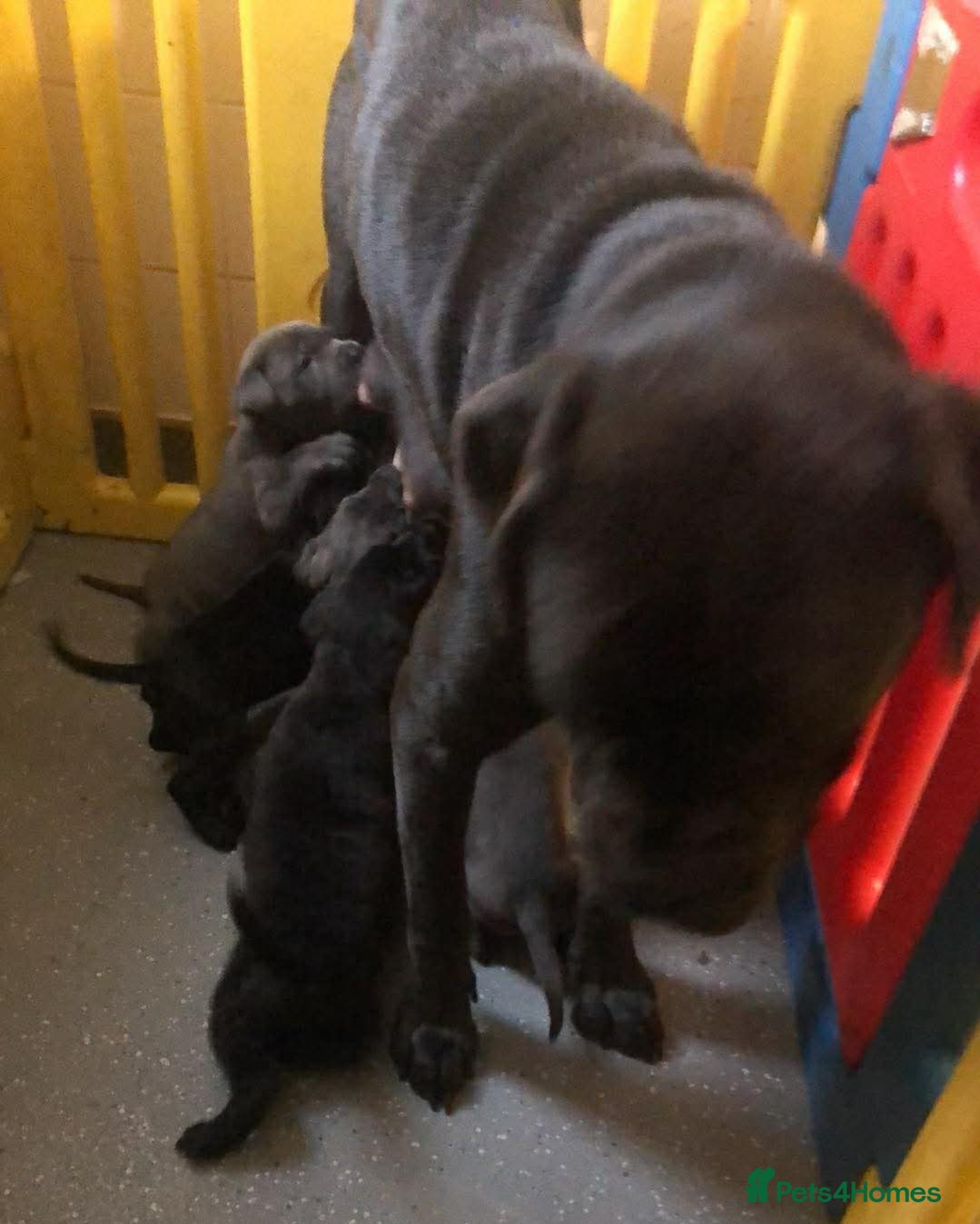 Mixed Breed dogs Cane corso  ** tiff pups ready 18th December  - Advert 7