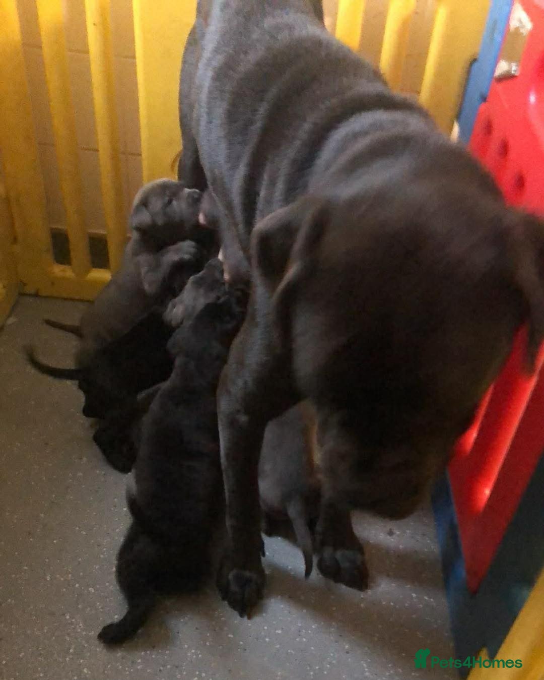 Mixed Breed dogs for sale: Cane corso  ** tiff pups ready 18th December  - Advert 1