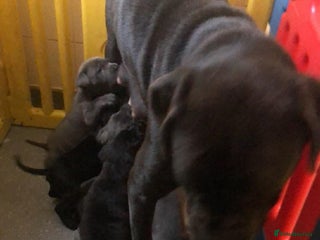 Mixed Breed dogs Cane corso ** tiff pups ready 18th December - Advert 3