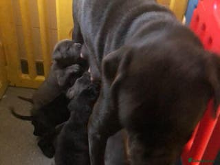 Mixed Breed dogs Cane corso ** tiff pups ready 18th December - Advert 9