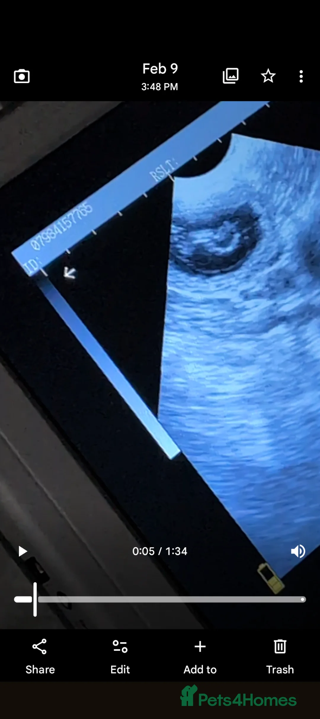 Standard Poodle dogs for sale: Wait list only  - Advert 7