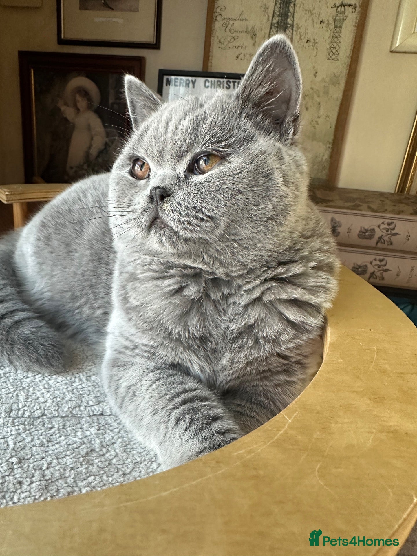 British Shorthair cats British shorthair GCCF registered  - Advert 16