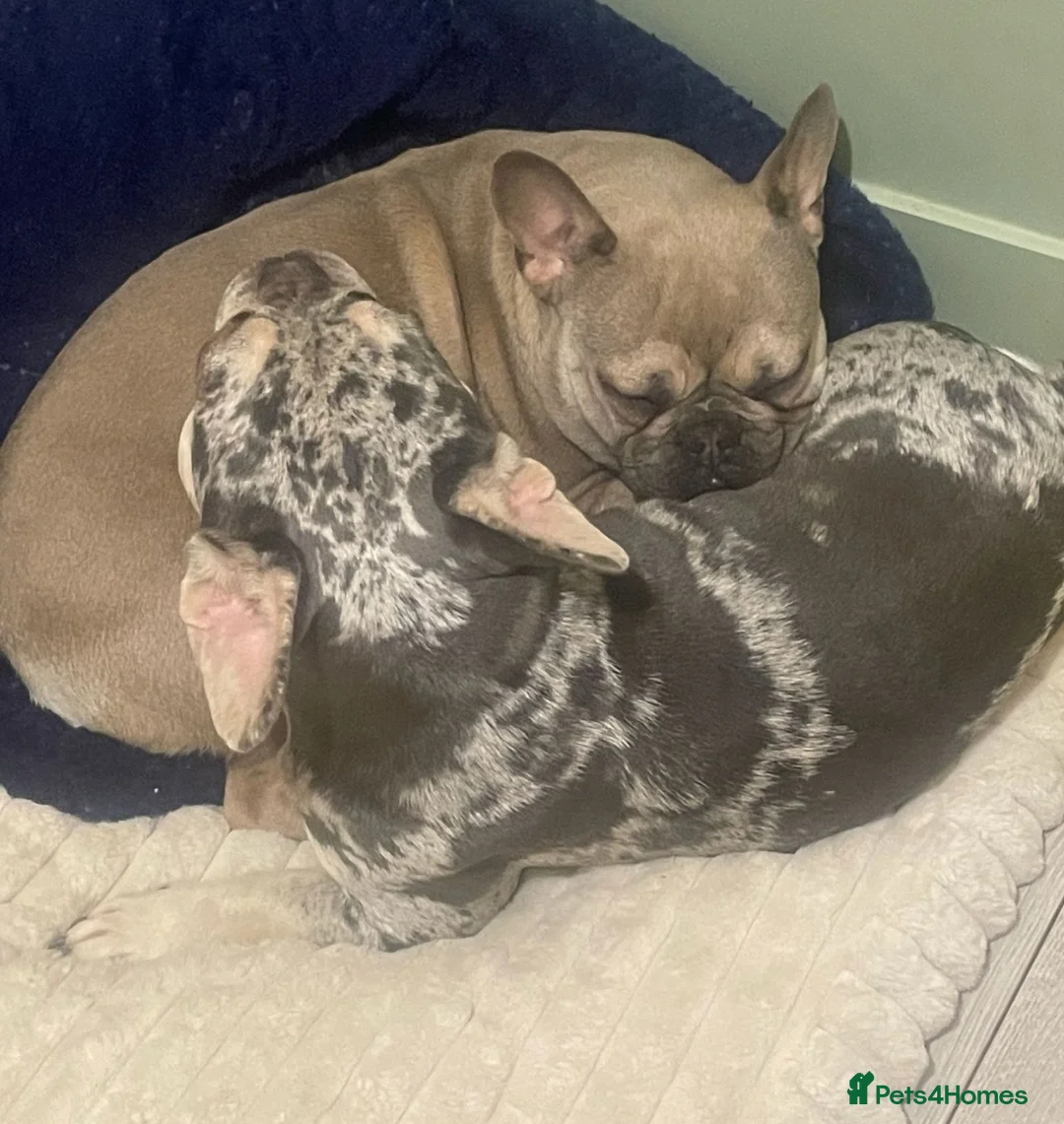 French Bulldog dogs for sale: 3 gorgeous french bulldog puppies - Advert 10