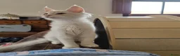Maine Coon cats for sale: Three beautiful Maine Coon kittens - Advert 10