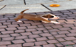 Boxer dogs for sale: Boxer pups  - Image 3