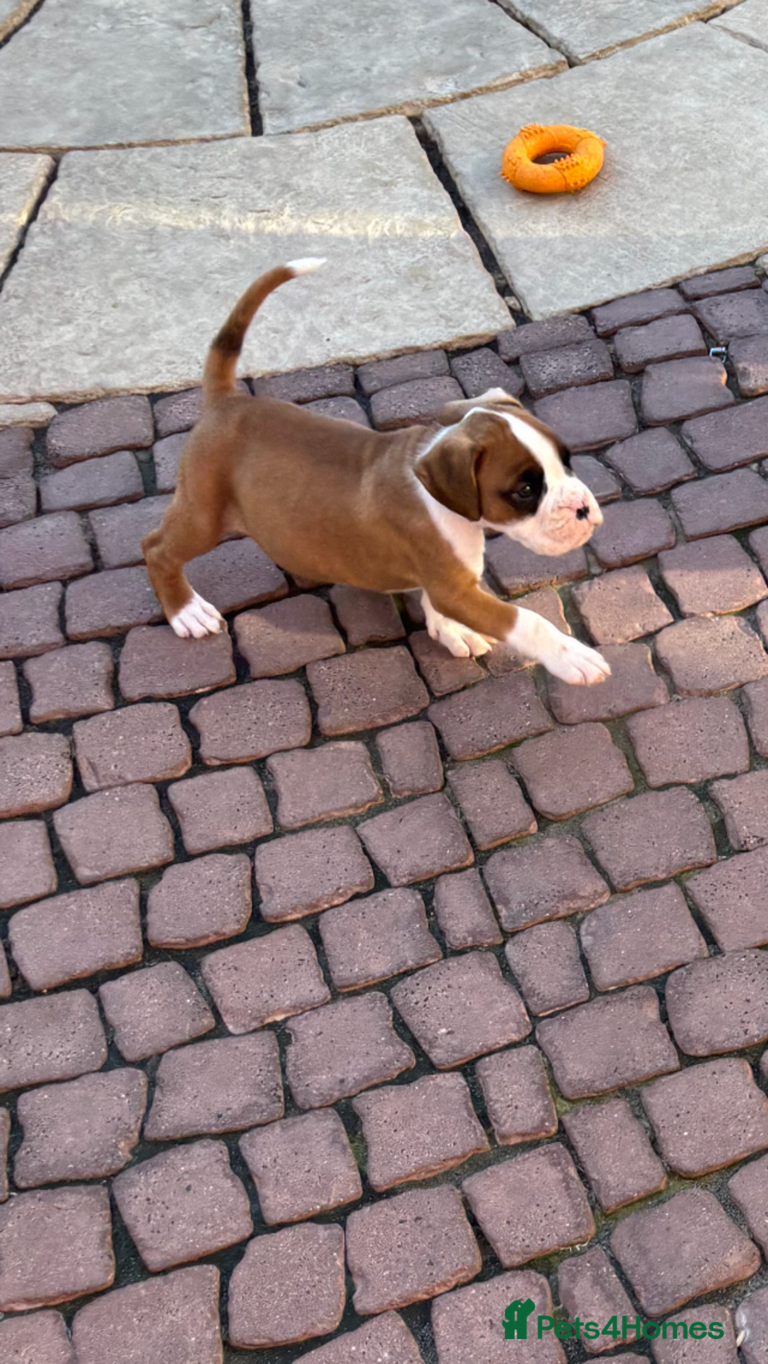 Boxer dogs for sale: Boxer pups  - Image 3