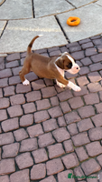 Boxer dogs - Advert 5
