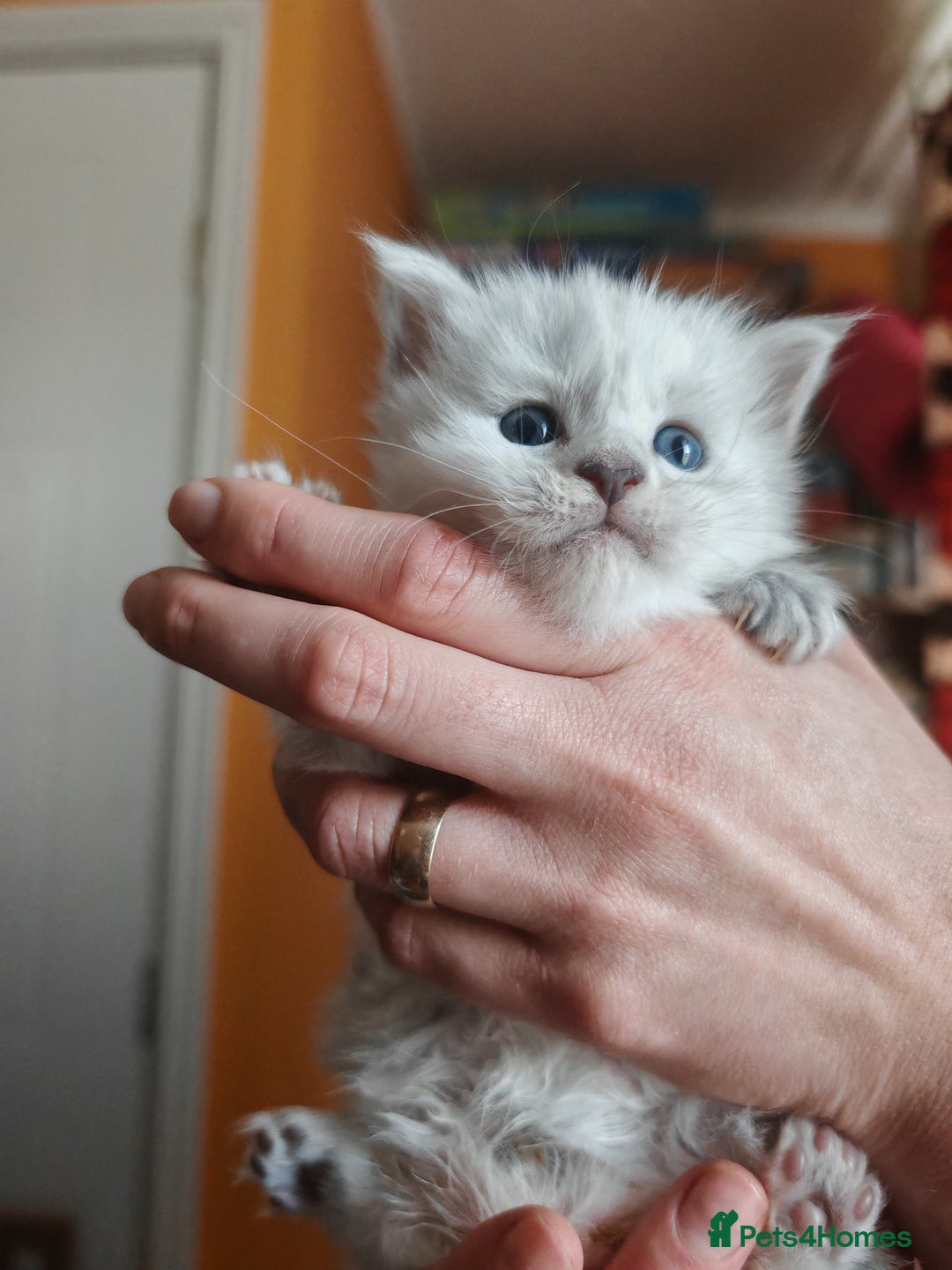 Maine Coon cats for sale: Shaded and Shell Maine Coon kittens - Image 13