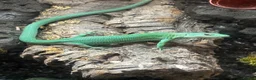 Lizard reptiles for sale: Breeding pair Green Knelled bellied lizards  - Advert 2