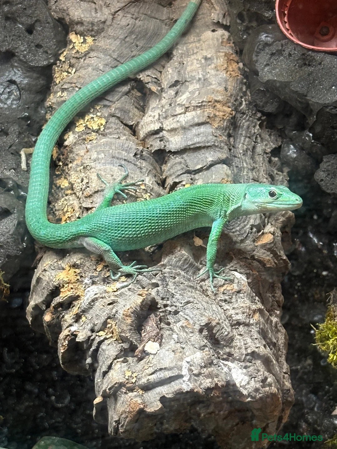 Lizard reptiles for sale: Breeding pair Green Knelled bellied lizards  - Advert 2