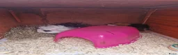 Guinea Pig rodents for sale: 2 male guinea pigs 18 months old come with hutch  in Chesterfield - Advert 4
