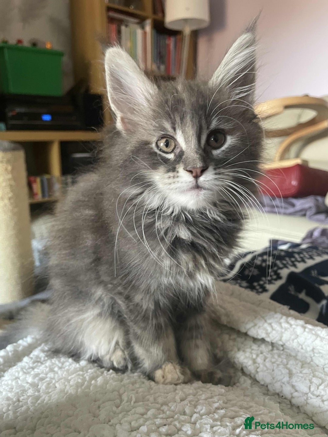 Maine Coon cats for sale: Purebred Maine Coons looking for a loving home 😻 - Image 15
