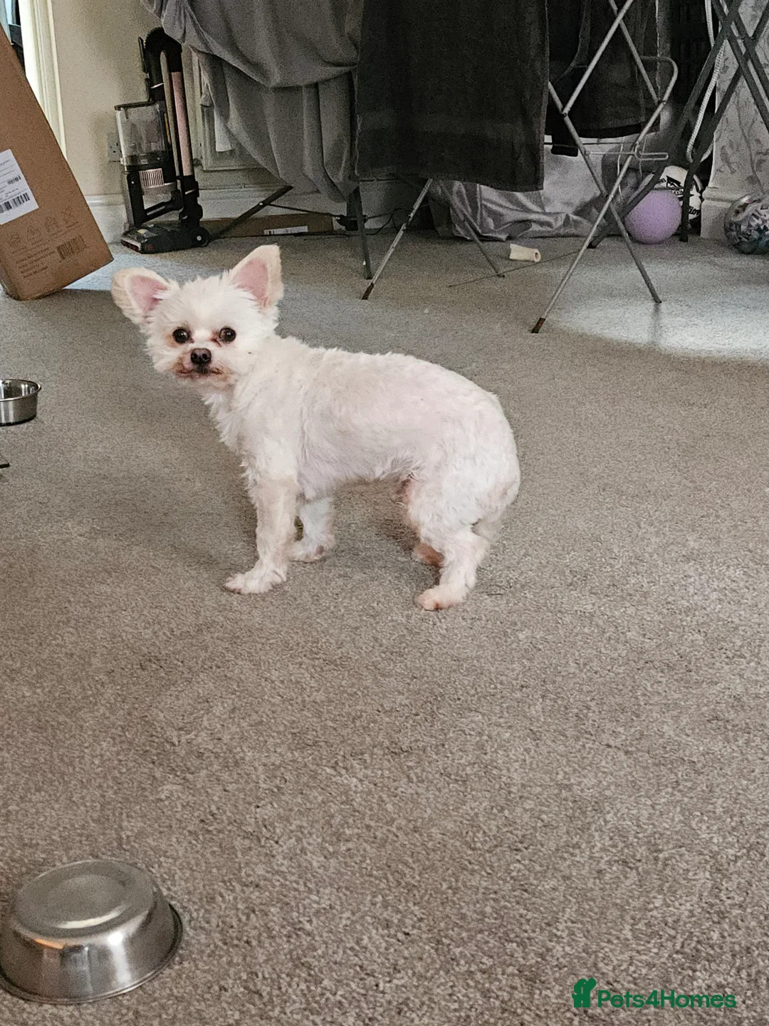 Mixed Breed dogs for sale: Chihuahua cross terrier  in Morecambe - Advert 1