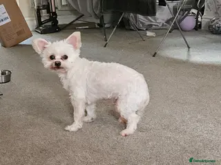 Mixed Breed dogs Chihuahua cross terrier - Advert 2