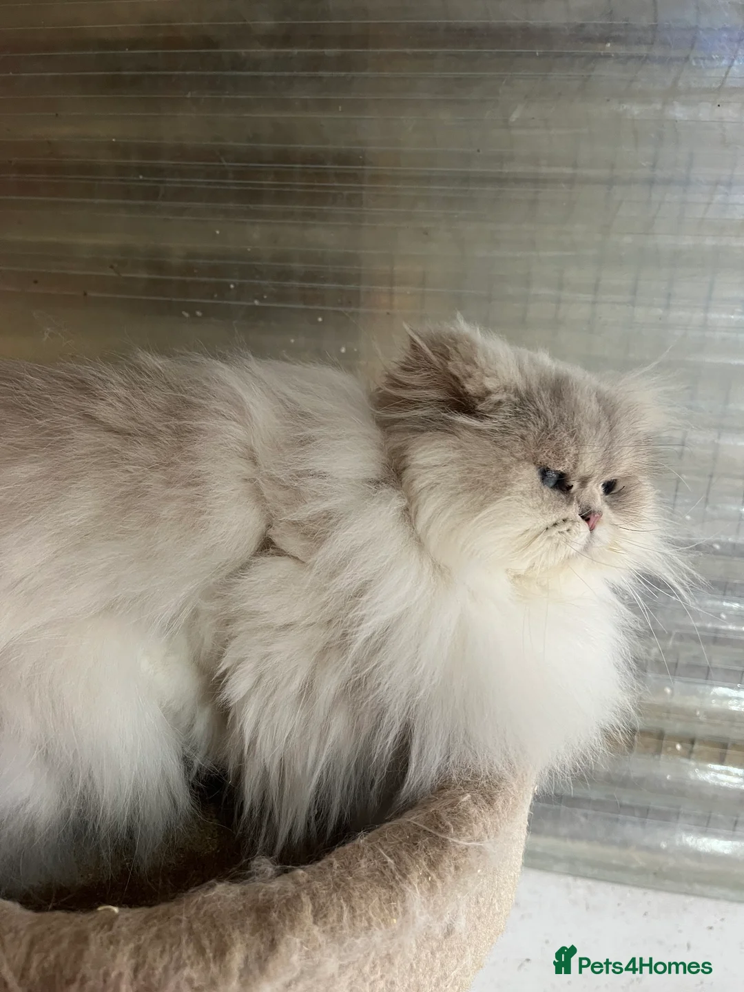 British Longhair cats for sale: Adult female British Longhair - Advert 4