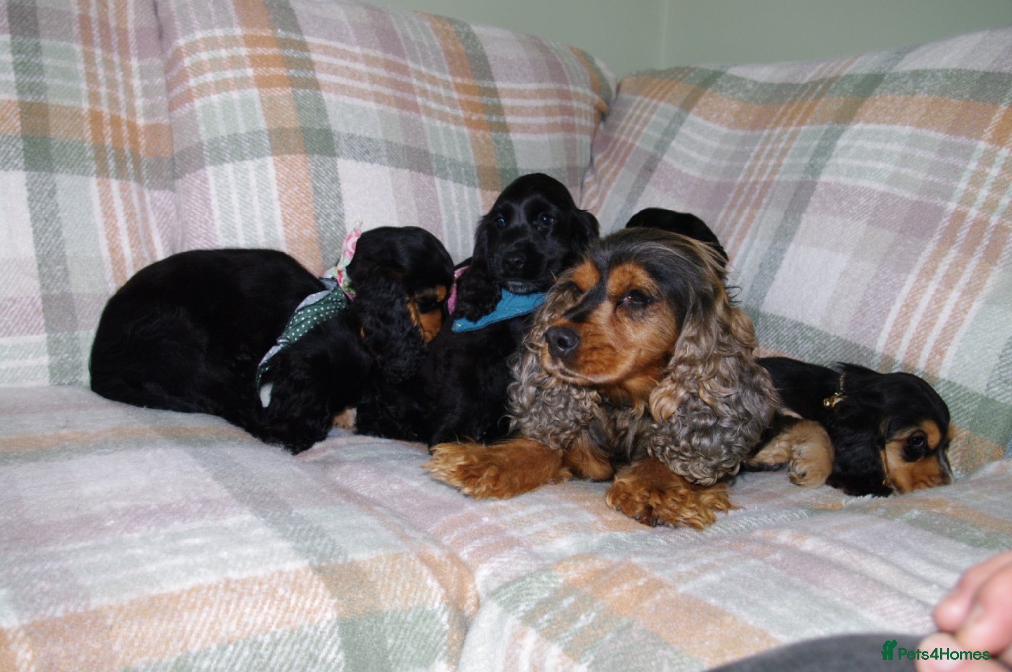 Cocker Spaniel dogs Beautiful Show Cocker Spaniel Puppies  - Advert 2