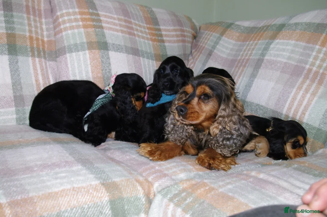 Cocker Spaniel dogs for sale: Beautiful Show Cocker Spaniel Puppies  - Advert 2