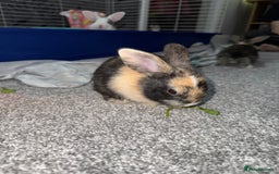 Dutch rabbits for sale: Baby Rabbits - Advert 3