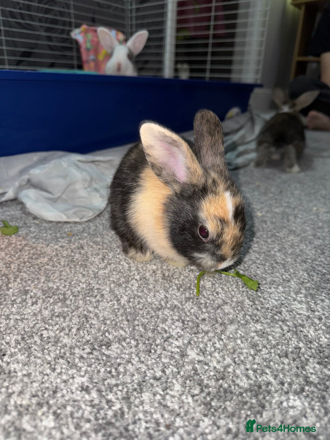 Dutch rabbits for sale: Baby Rabbits - Advert 3