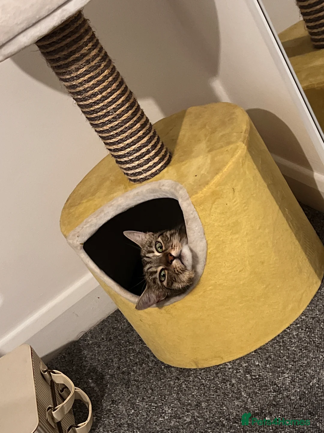 Mixed Breed cats for sale: Cats for sale🐈‍⬛🐈 - Advert 13