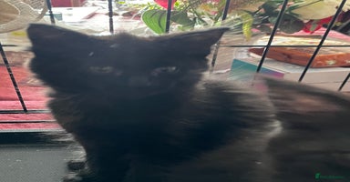 Maine Coon cats - Advert 14