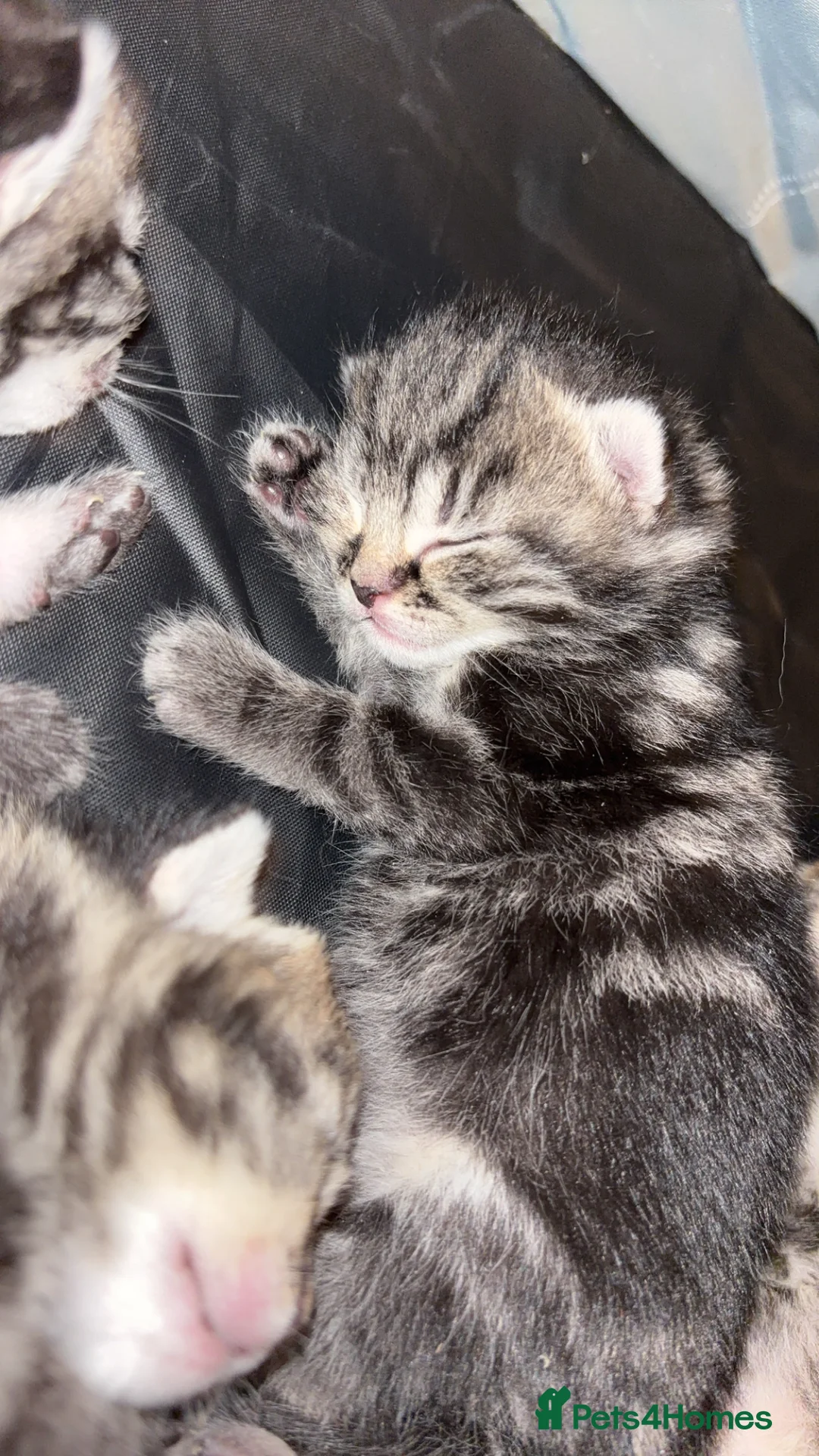 Mixed Breed cats for sale: 1:4 Mainecoon kittens  - Advert 5