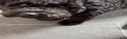 Cockapoo dogs for stud: Trying to breed my black miniature cockapoo  in Sawbridgeworth - Advert 4
