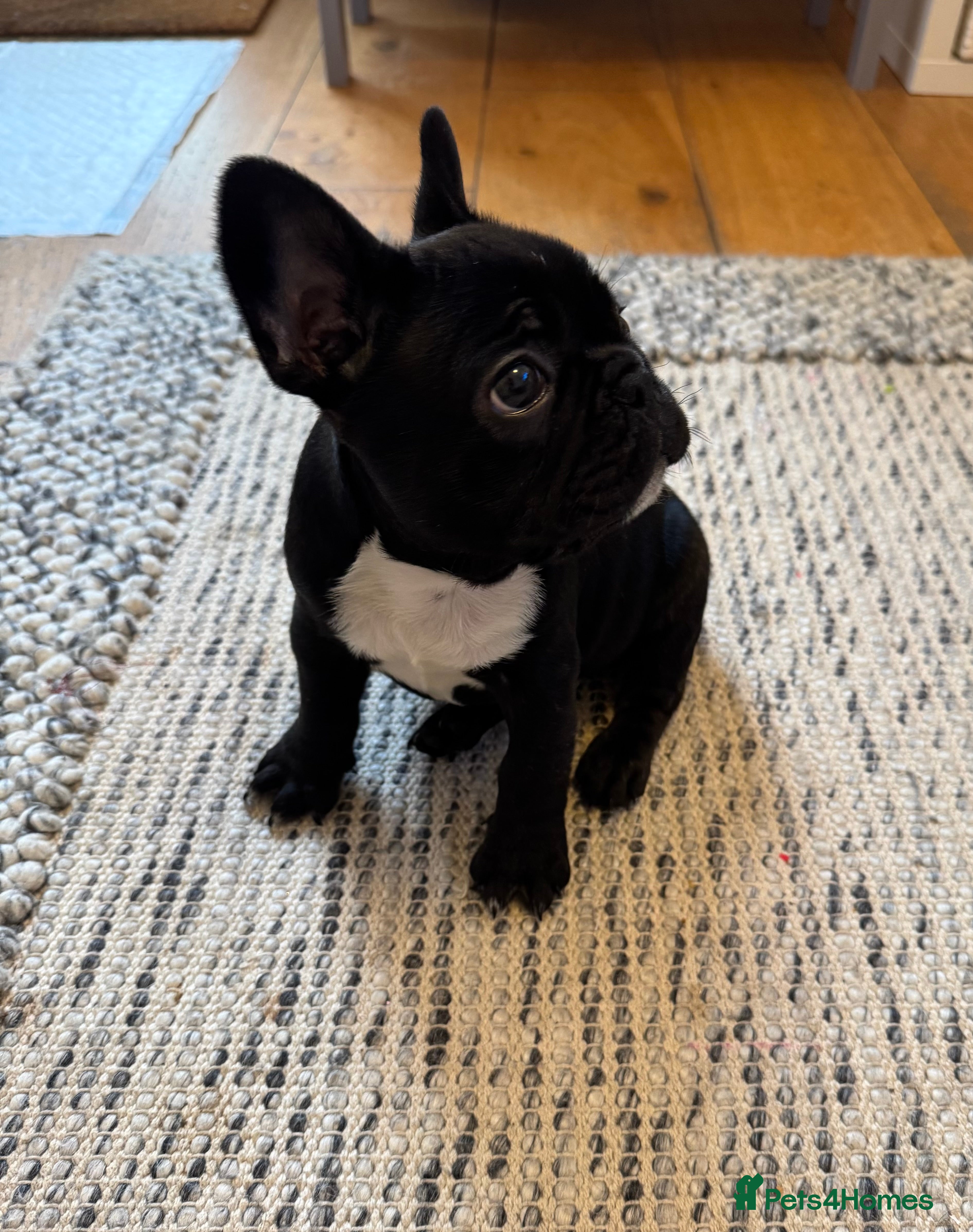 French Bulldog dogs French Bulldog Puppy - Advert 17