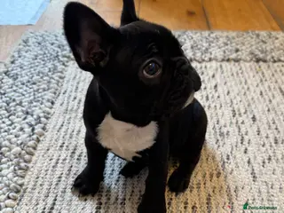 French Bulldog dogs French Bulldog Puppy - Advert 17